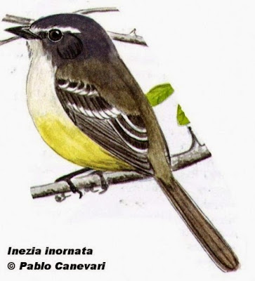 Piojito picudo, Inezia inornata