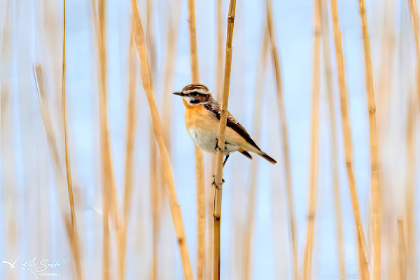 Whinchat