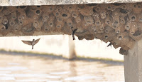 Streak-throated Swallow nest