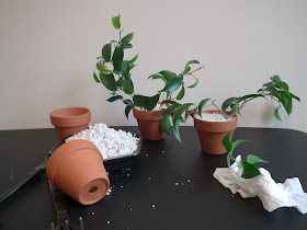 Ficus wiandi cuttings in perlite and small terracotta pots (3cm high)