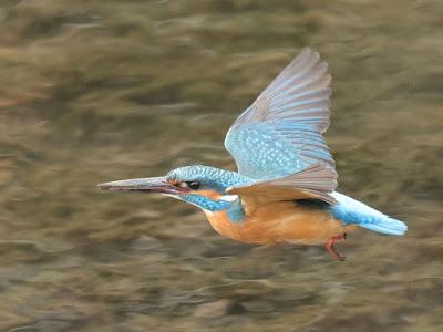 カワセミの飛翔3-1/3 黒目川 Canon EOS R7にて撮影