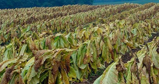 Tobacco farmers