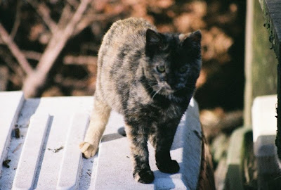 tortoise shell bobtail feral cat photo picture