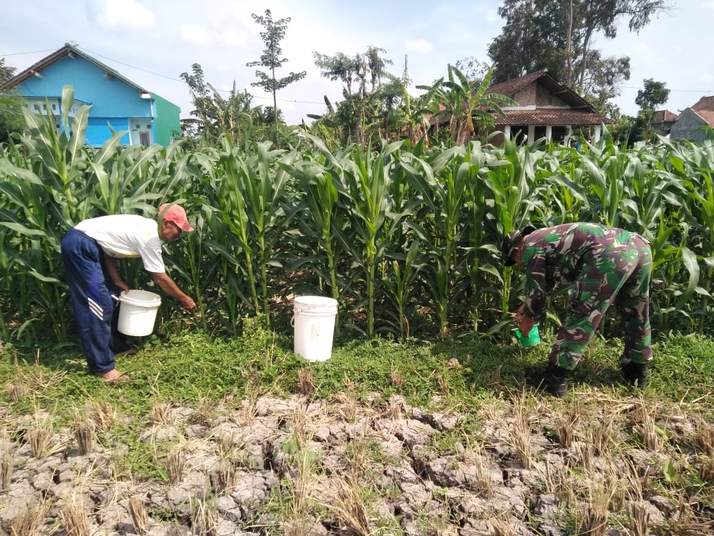 Pelda Slamet Riyadi Dampingi Petani Lakukan Pemupukan Tanaman Jagung