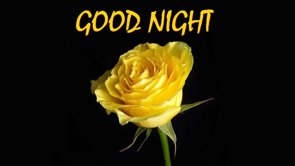 Beautiful Yellow Good Night Flower 