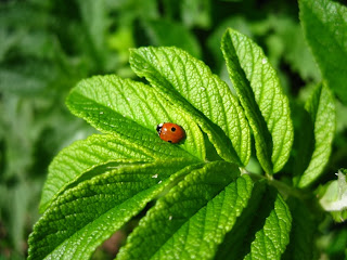 Lady Bug Wallpaper