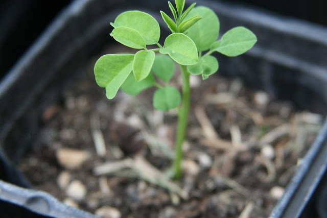 A moringa seedling spotted on 22 July after being sowed on 7 July ... and abandoned somewhat during the last few rainy days.