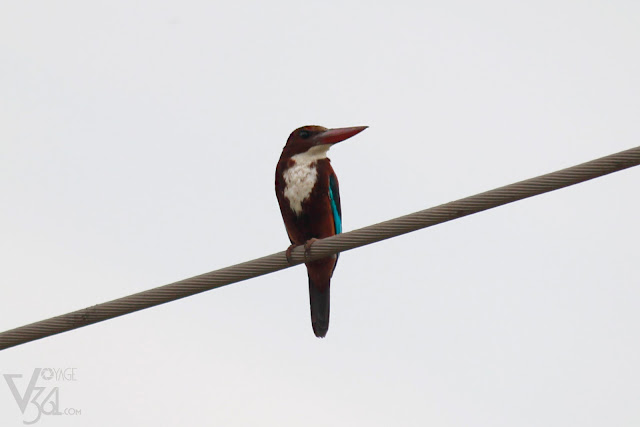 White throated kingfisher