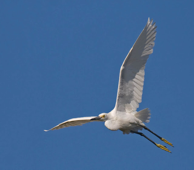 Snowy Egret