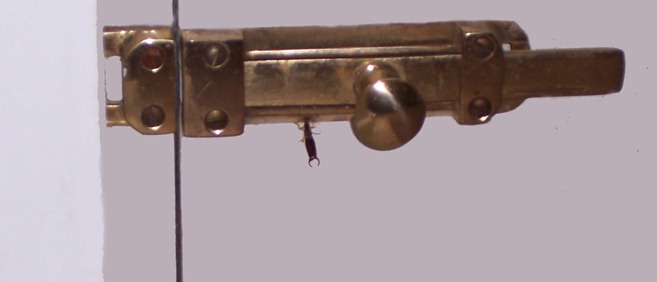 Earwig - common