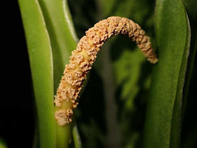 星光燦爛黛粉葉的雄花序