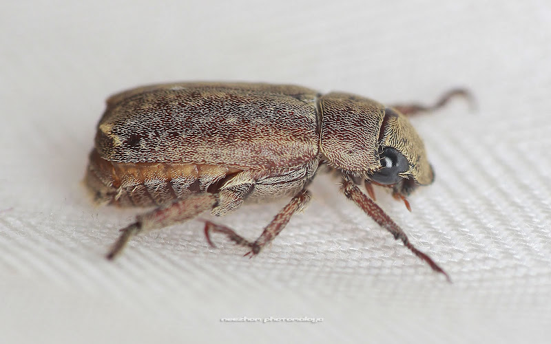 Light brown Beetle