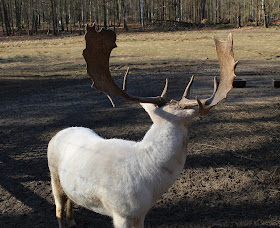 Sachsen-entdecken-Wildgehege-Moritzburg