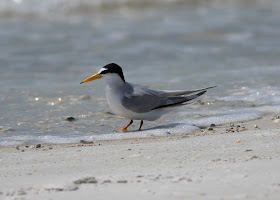 Least Tern - Carlos Pointe, Florida