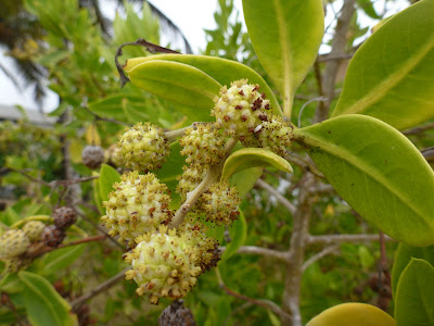 Conocarpus erectus – Button Mangrove, Puerto Villamil, Isabela Island, Galápagos