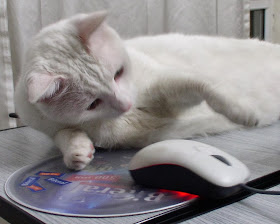 white cat and computer mouse