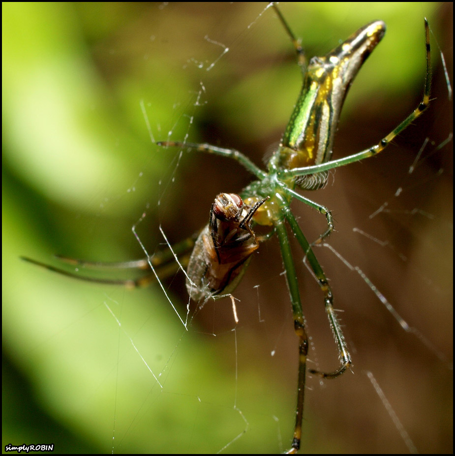  natural photo macro 