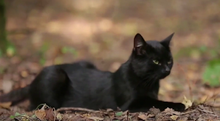 cat Felix domesticus