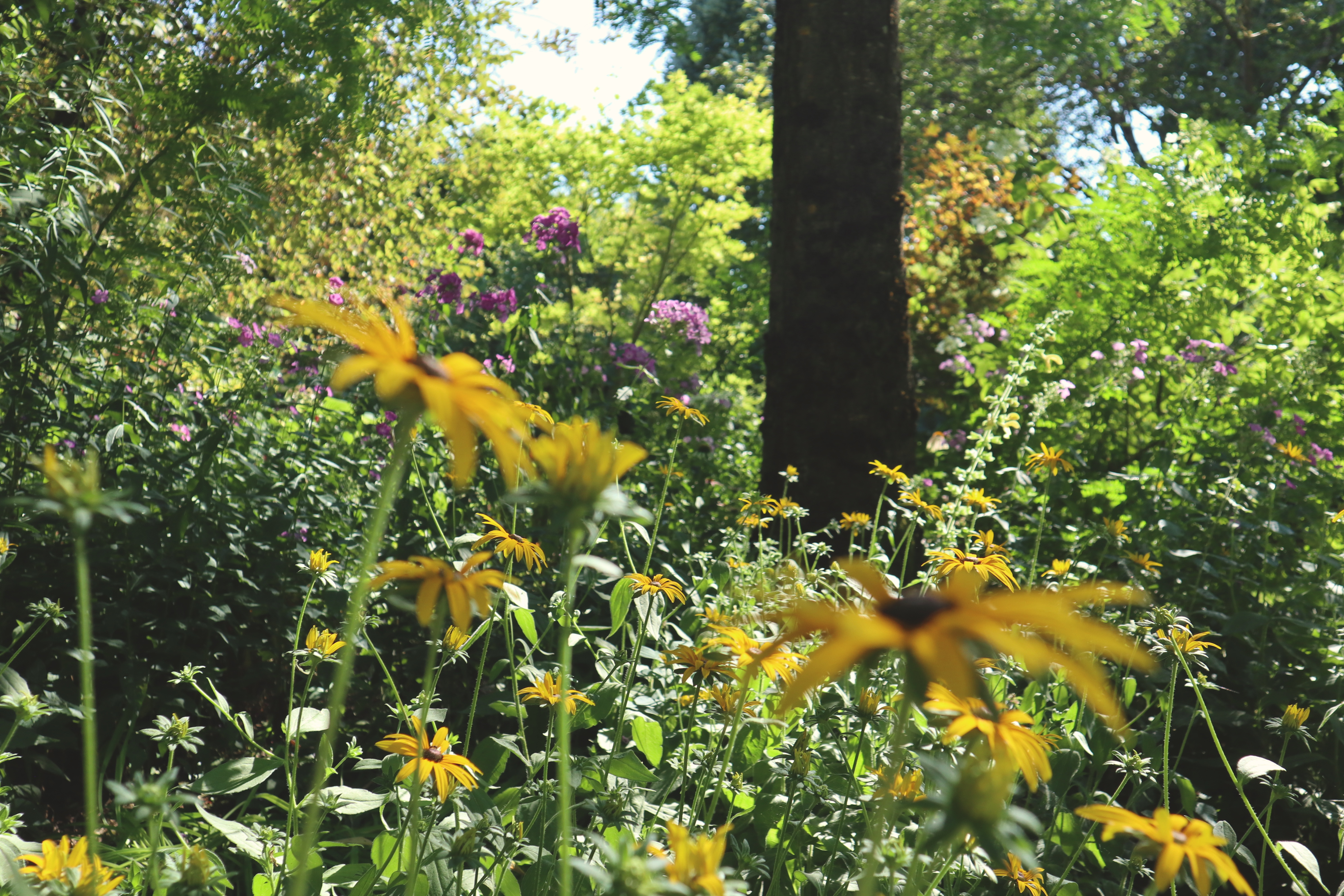 Les Jardins de Mon Moulin (The Gardens of My Mill)