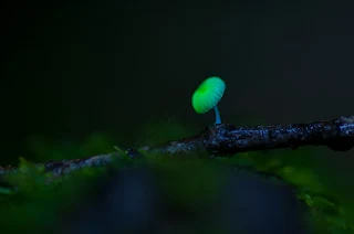 fungal bioluminescence