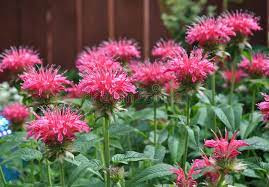 Bergamot flowers from GaharwarOne by Vikram Beer Singh