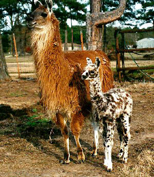  random llamas photo 