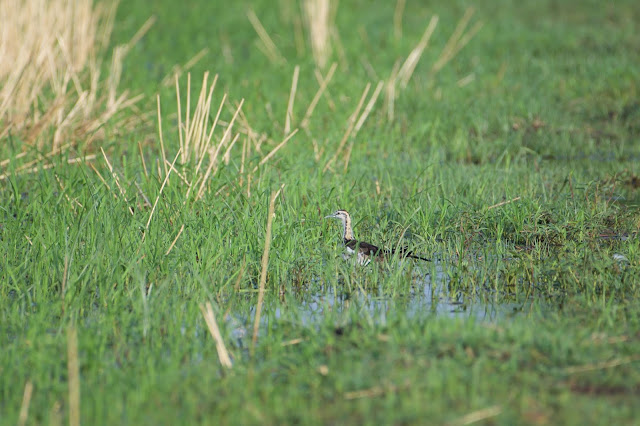 Pheasant-tailed Jacana (पिहो, जलमंजोर,जलमयूर, जलअप्सरा) - Hydrophasianus chirurgus