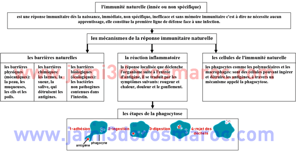 le système immunitaire 3ac résumé