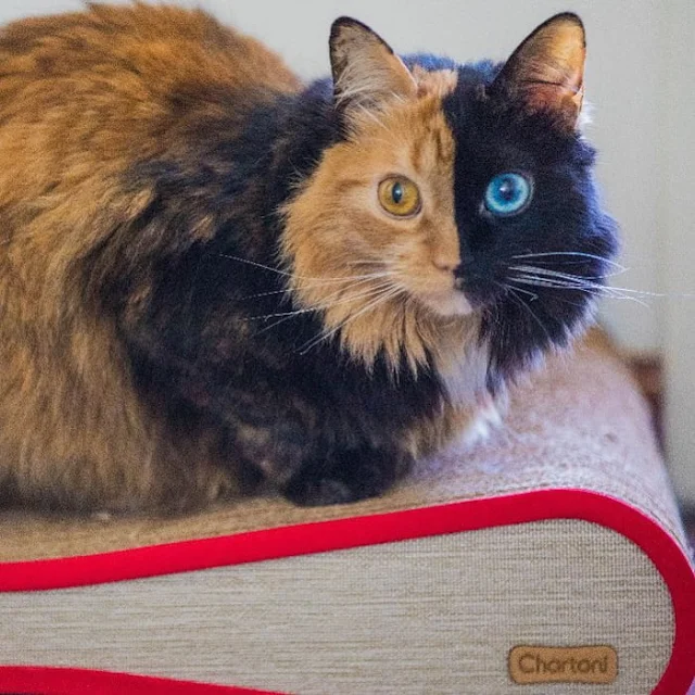 Introducing-Quimera-the-Breathtaking-Feline-with-T͏wo͏-D͏i͏ffe͏r͏e͏n͏t͏-Fa͏c͏e͏s͏-cats-stories