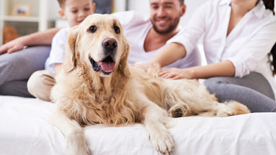 ask-about-renting-with-pets