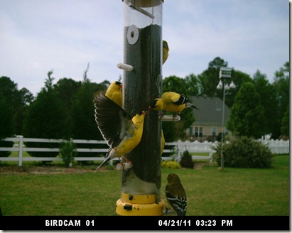 American Goldfinch, Bird, Bird feeder, Bird seed