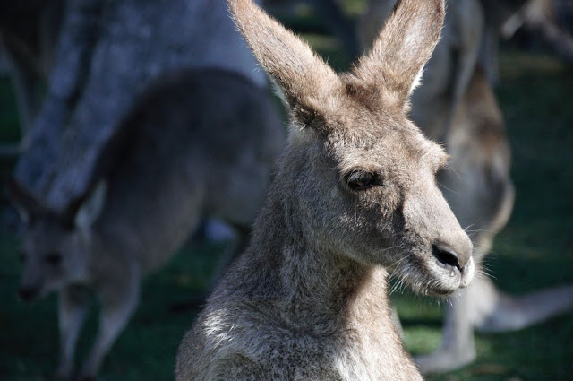 Kangaroo Island of Australia