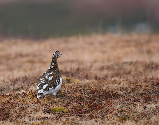 Willow Ptarmigan, Newfoundland