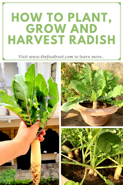 How to Plant, Grow and Harvest Radish in a Pot from seeds?