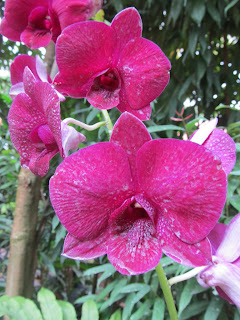 Orchids, National Orchid Garden, Singapore