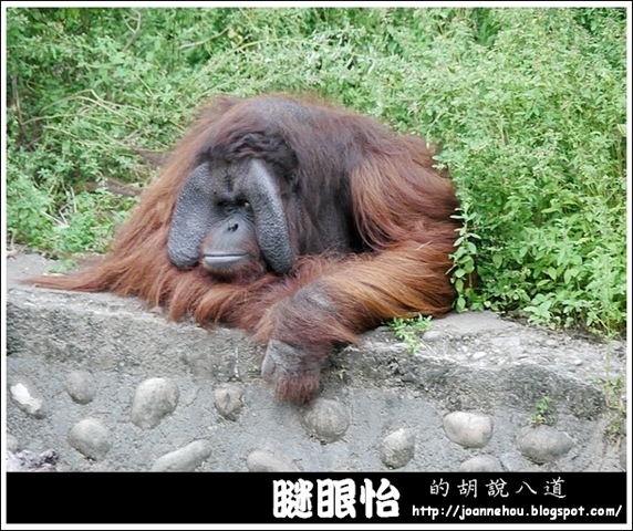 新竹市立動物園39