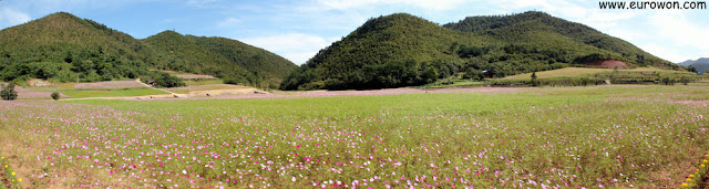 Campo de flores cosmos en Corea del Sur