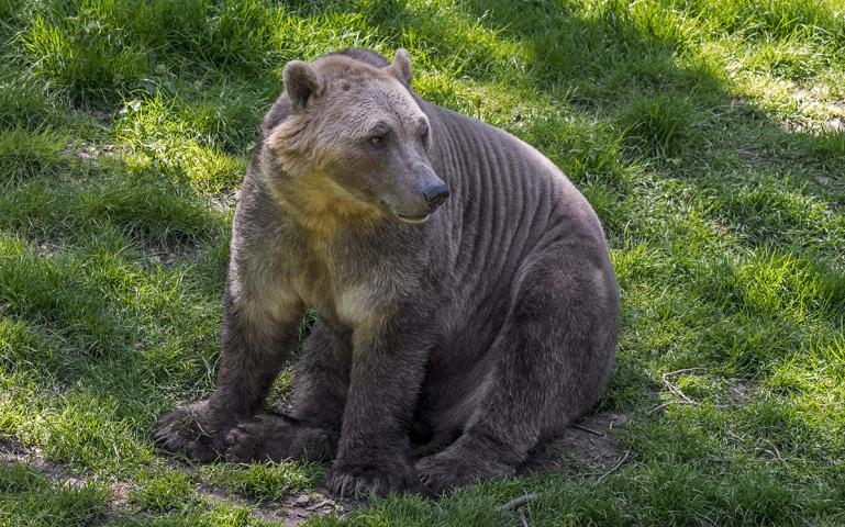 Grolar bear