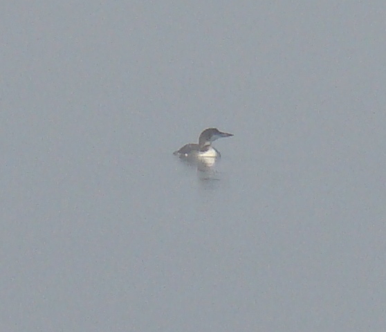 common loon nest. images common loon nest.