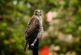 Tompkins Square red-tailed hawk fledgling