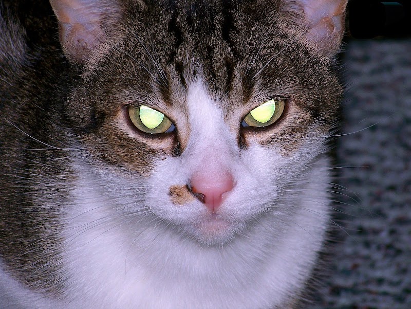 Top Baru 18+ Glowing Cat Eyes