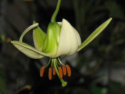 Лилия Пуалана / Лилия Пуалена (Lilium poilanei)