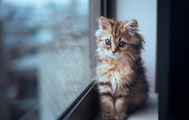 The Most Photogenic Kitten