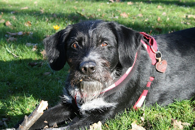 Can Dogs Eat Donuts? Are Donuts Safe For Dogs? what happens when a dog eats a donut?