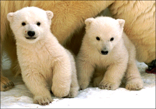 polar bears pictures | polar bear pictures | polar bear images | polar bear photos | cute bears | cute teddy bears