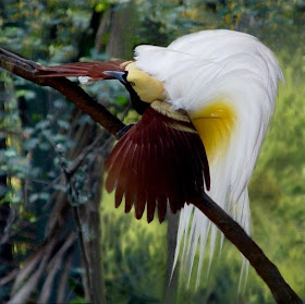 aves-del-paraiso-birds-of-the-paradise