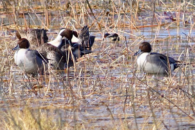 Northern Pintail - winter migrant