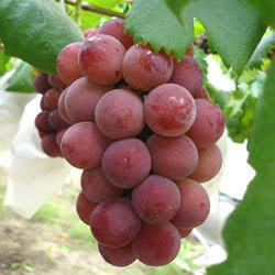 Goulby Grape