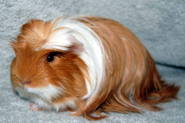 ban-bo-u-chuot-lang-guinea-pig-Coronet-tai-da-nang