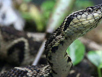 Brazilian viper venom may become tool in fight against COVID.